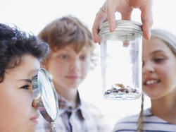 Unik, di Tempat Ini Kecoa yang Dianggap Jorok Justru Jadi Simbol Cinta