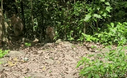 Cerita Ular dan Monyet Liar di Kawasan Keramat Gunung Tangkil Sukabumi