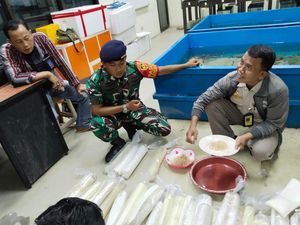 Penyelundupan Benih Lobster Rp 1,3 M ke Singapura Digagalkan di Bandara Juanda
