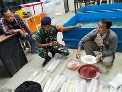 Penyelundupan Benih Lobster Rp 1,3 M ke Singapura Digagalkan di Bandara Juanda