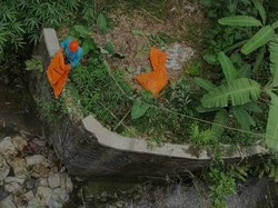 Ribuan Bangkai Ayam Dibuang di Sungai Ngaglik Salatiga, Polisi Turun Tangan