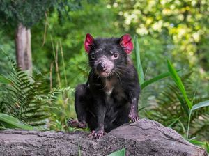 10 Hewan yang Dibangkitkan Ilmuwan dari Kepunahan