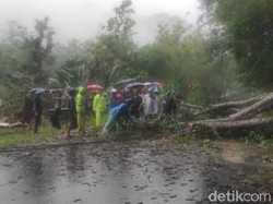 Pohon Tumbang Timpa Pengendara Motor di Jalur Pacitan-Ponorogo