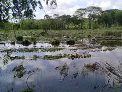 2.500 Ayam Mati-Ribuan Hektare Sawah Terendam Banjir Blitar Selatan