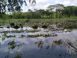 2.500 Ayam Mati-Ribuan Hektare Sawah Terendam Banjir Blitar Selatan 2.500 Ayam Mati-Ribuan Hektare Sawah Terendam Banjir Blitar Selatan