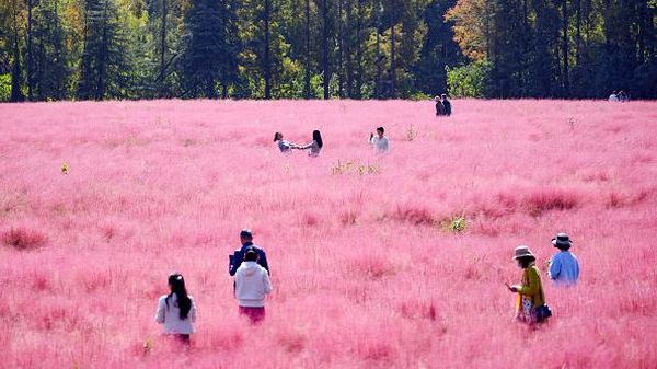 Hamparan Padang Rumput Merah Muda di China, Bikin Terpana