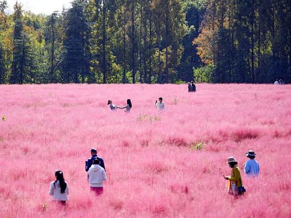 Hamparan Padang Rumput Merah Muda di China, Bikin Terpana