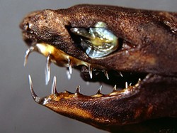 Viral Hiu Mirip Venom Sungguhan Ada