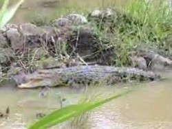 Warga Mamuju Tengah Diteror Kemunculan 2 Buaya di Dekat Permukiman