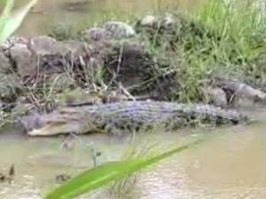 Warga Mamuju Tengah Diteror Kemunculan 2 Buaya di Dekat Permukiman Warga Mamuju Tengah Diteror Kemunculan 2 Buaya di Dekat Permukiman