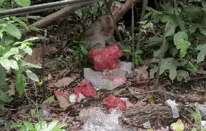 Kemunculan Monyet Liar di Gunung Tangkil Disebut gegara Ulah Manusia