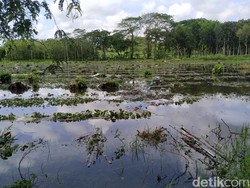 Ribuan Hektare Sawah di Blitar Selatan Gagal Panen Karena Terendam Banjir