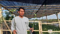Potret Mang Rov Penggiat Mangrove di Pesisir Utara Banten