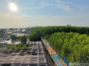 Cerita Mang Ruv, Tanam Mangrove untuk Selamatkan Tambak Cerita Mang Ruv, Tanam Mangrove untuk Selamatkan Tambak