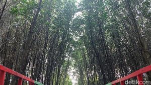 Foto: Hutan Mangrove di Banten yang Instagramable