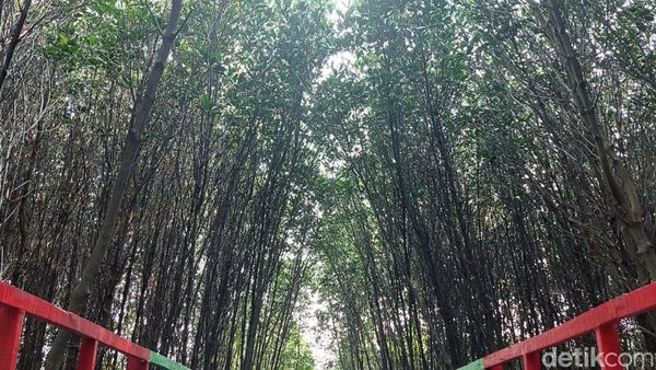 Foto: Hutan Mangrove di Banten yang Instagramable