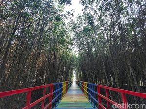 Hutan Mangrove di Banten se-Instagramable Ini Hutan Mangrove di Banten se-Instagramable Ini