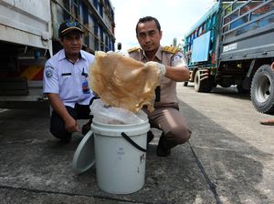 9,6 Ton Ubur-ubur Diekspor ke Malaysia Lewat PLBN Aruk