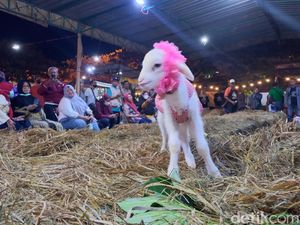 Serunya Fashion Show Kambing-Domba di Sukoharjo