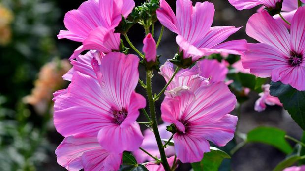 Lavatera trimestris, commonly known as tree mallow, annual mallow, rose mallow, royal mallow and regal mallow, is a flowering plant to the Mediterranean area, which produces saucer-shaped pink and white flowers from summer to early autumn (July-September).