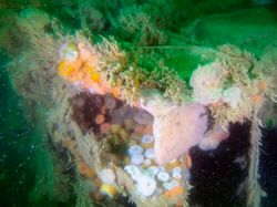 Bangkai Kapal Perang Dunia II Cemari Laut hingga Puluhan Tahun
