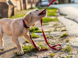 2 Turis Asing Digigit Anjing, Kuta Terancam Jadi Zona Merah Rabies 2 Turis Asing Digigit Anjing, Kuta Terancam Jadi Zona Merah Rabies