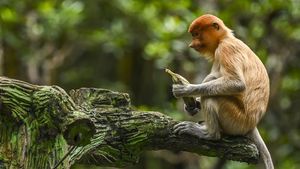 Sang Primadona di Konservasi Mangrove Tarakan