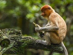 5 Fakta Unik Bekantan: Pandai Main Ekspresi hingga Jago Renang