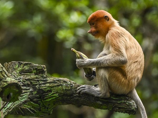 Sang Primadona di Konservasi Mangrove Tarakan