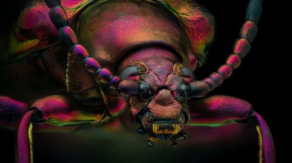 Mencengangkan! Ini Karya Jawara Kontes Foto Mikroskop Mencengangkan! Ini Karya Jawara Kontes Foto Mikroskop