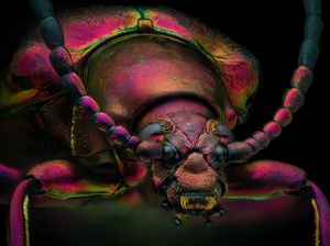 Mencengangkan! Ini Karya Jawara Kontes Foto Mikroskop