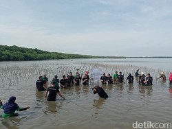 Tanam 1.000 Pohon Mangrove di Pesisir Untia, Citilink Dorong Pelestarian Alam