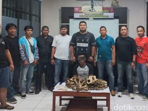 Pemburu Harimau di Riau Ditangkap, Ngaku Kesal Ibunya Pernah Diterkam Pemburu Harimau di Riau Ditangkap, Ngaku Kesal Ibunya Pernah Diterkam