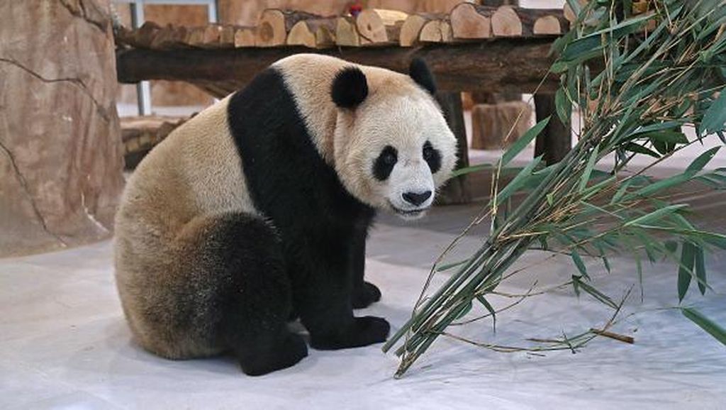 Sambut Piala Dunia 2022, China Hadiahkan Dua Panda ke Qatar