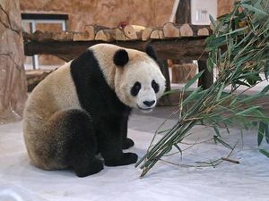 Sambut Piala Dunia 2022, China Hadiahkan Dua Panda ke Qatar