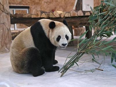 Sambut Piala Dunia 2022, China Hadiahkan Dua Panda ke Qatar