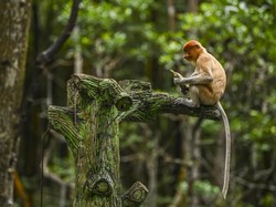 Hari Monyet Sedunia: Bekantan hingga Lutung Mentawai Terancam Punah