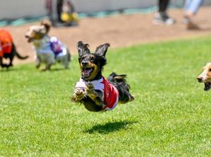 Kalau Hewan Ikut Olimpiade Paris 2024, Ini Para Juaranya