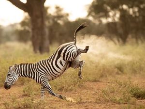 Dari Zebra Kentut yang Bikin Ngekek, Ini Hewan Liar Terlucu 2022 Dari Zebra Kentut yang Bikin Ngekek, Ini Hewan Liar Terlucu 2022