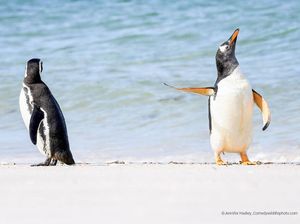 Karya Finalis Kontes Foto Kocak Hewan, Asli Bikin Ngakak!