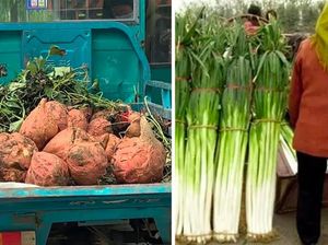 Heboh! Ada Ubi Sebesar Kepala hingga Daun Bawang Setinggi Manusia Heboh! Ada Ubi Sebesar Kepala hingga Daun Bawang Setinggi Manusia
