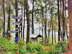 Pesona Alas Pelangi, Hutan Pinus di Trawas Mojokerto