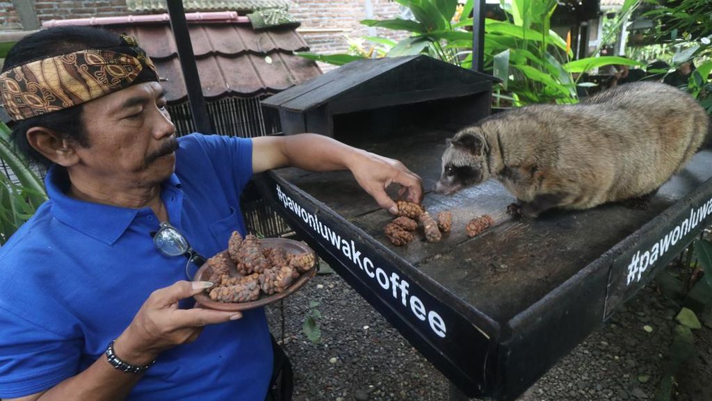 Intip Wisata Pengolahan Kopi Luwak di Dekat Candi Borobudur