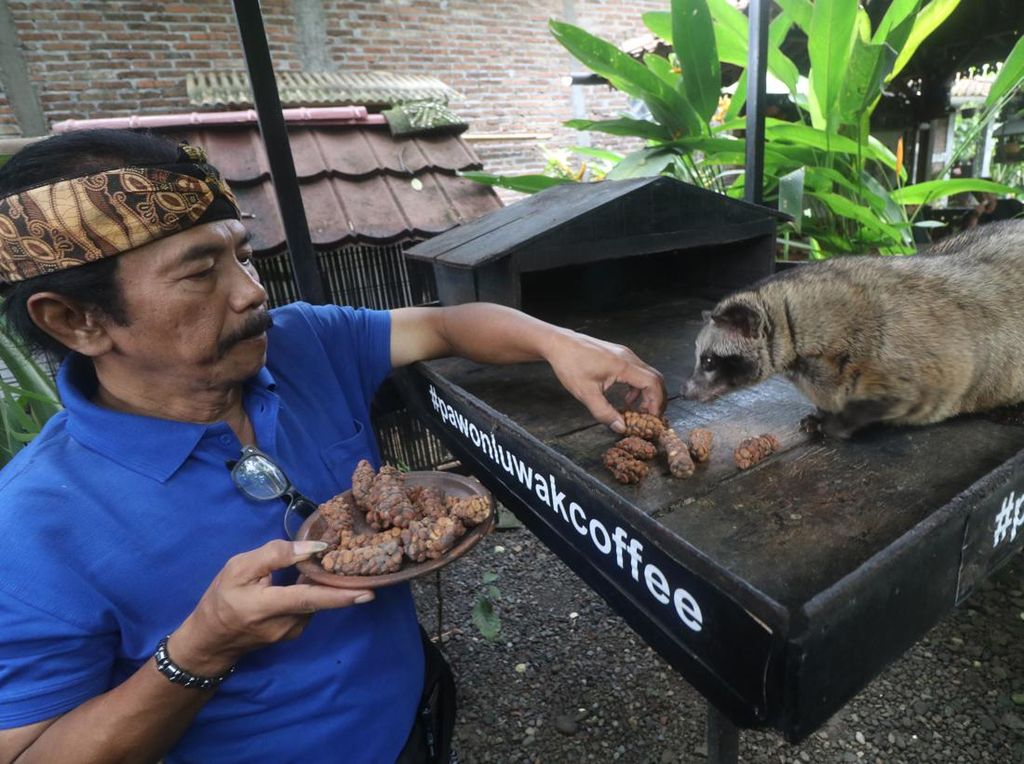 Intip Wisata Pengolahan Kopi Luwak di Dekat Candi Borobudur