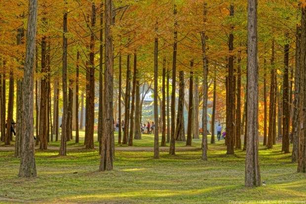 Keindahan alam di Nami island.