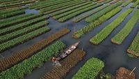 Begini Cara Bangladesh Siasati Ketahanan Pangan