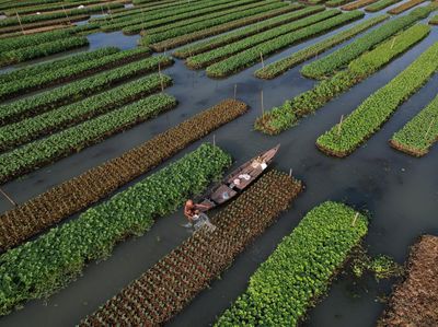 Begini Cara Bangladesh Siasati Ketahanan Pangan