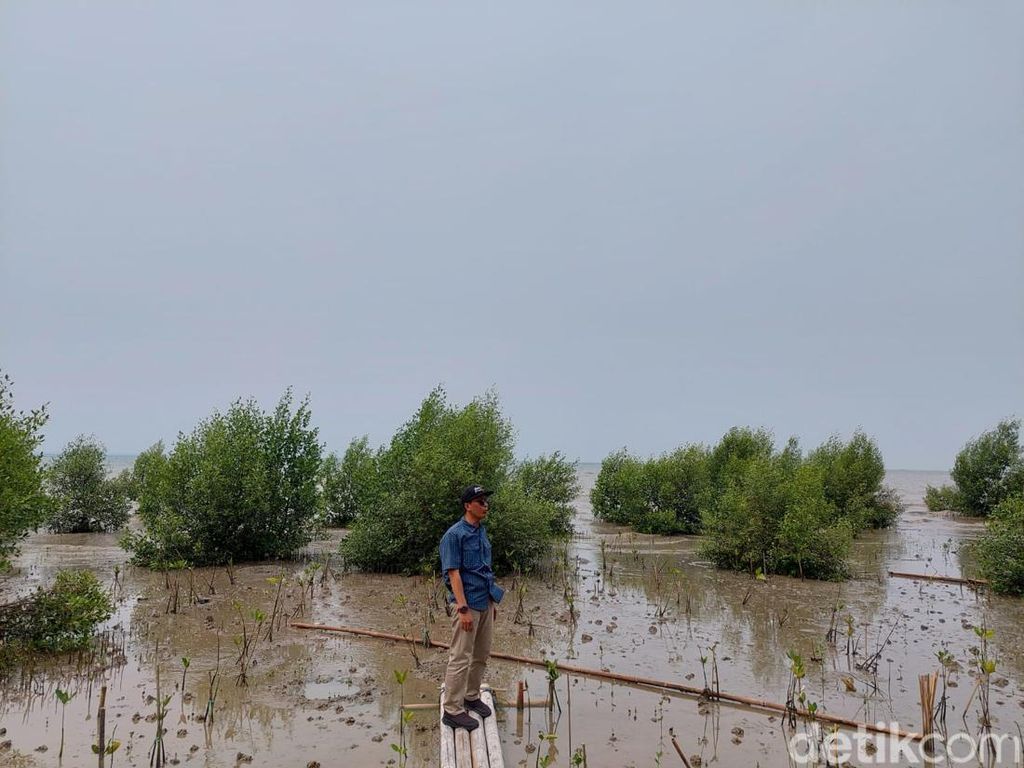 Miris Banget! Serang Dulu Punya Pantai Pasir Putih, Kini Tanah Berlumpur