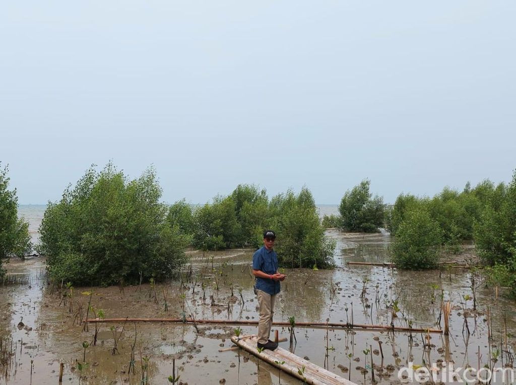 Potret Pilu Pantai di Pesisir Banten yang Kini Jadi Kubangan Lumpur Potret Pilu Pantai di Pesisir Banten yang Kini Jadi Kubangan Lumpur