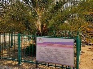 Pohon Kurma dari Zaman Yesus Berhasil Dihidupkan Lagi